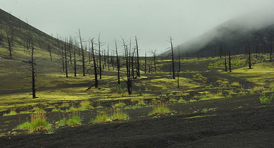 Dead forest.