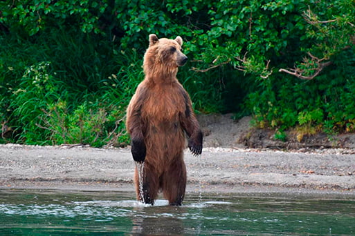 Wildlife watching in Kamchatka Krai