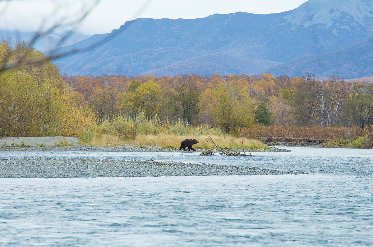 we encountered a bear on the riverbank