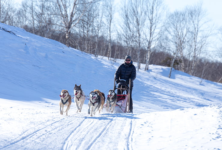 dog sledding
