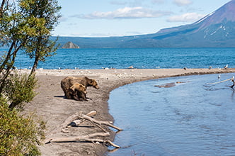 bears in front of a volcano
