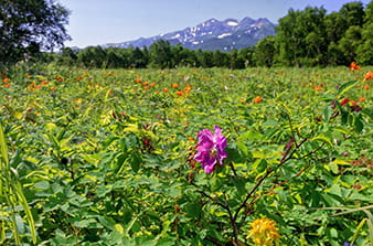 Beautiful nature of the south of Kamchatka