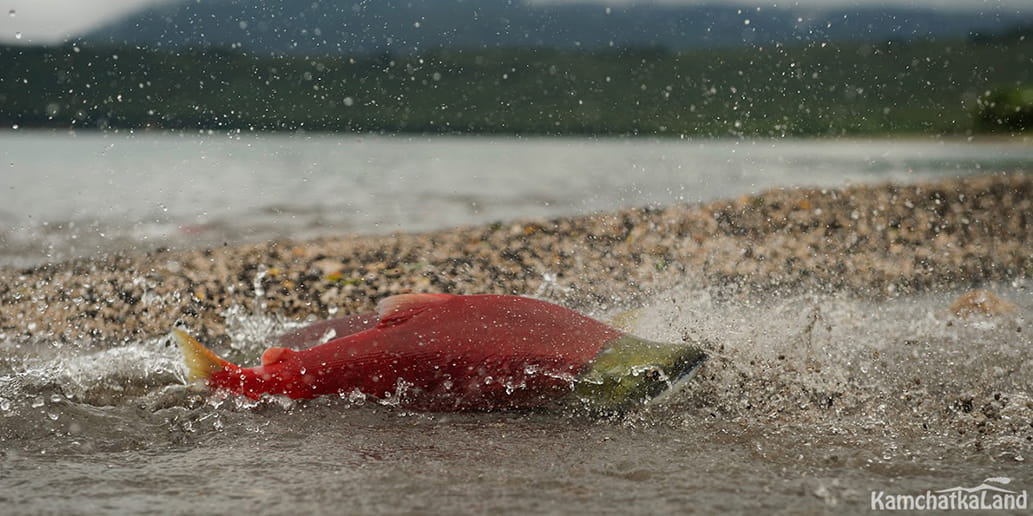 Farewell Tour Bears of Kuril Lake