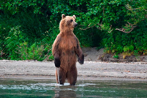 a bear watches the tourists from the shore