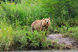 the master of Kamchatka in the tall grass
