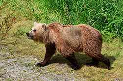 bear watching from the boat