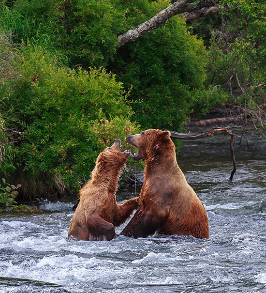 Bear watching at Nachikinskoe Lake