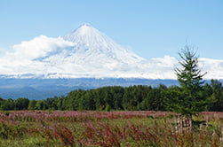 nature in full bloom near the volcano in summer