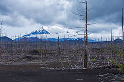 we will visit the Dead Forest