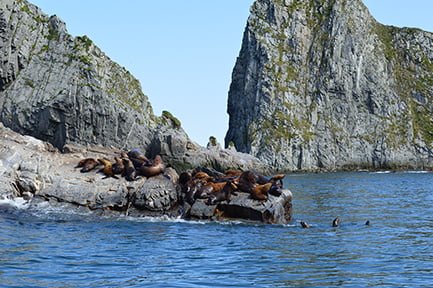 watching marine mammals